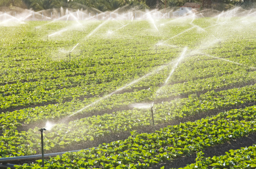 irrigation