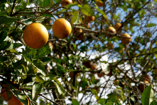 orange tree