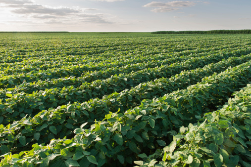 Soybeans