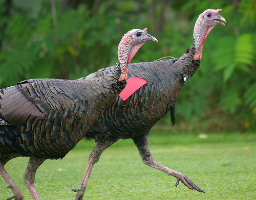 Wild Turkeys - USDA