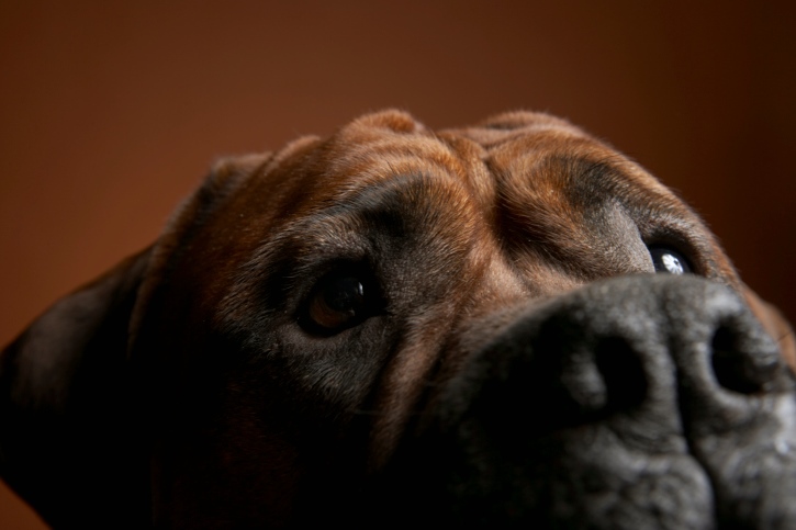 Dog close-up