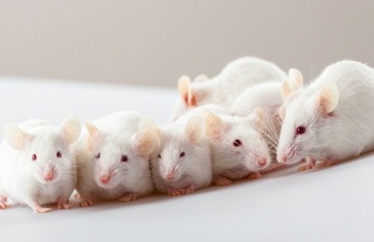 white mice