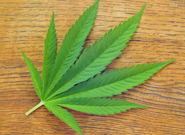 marijuana leaf