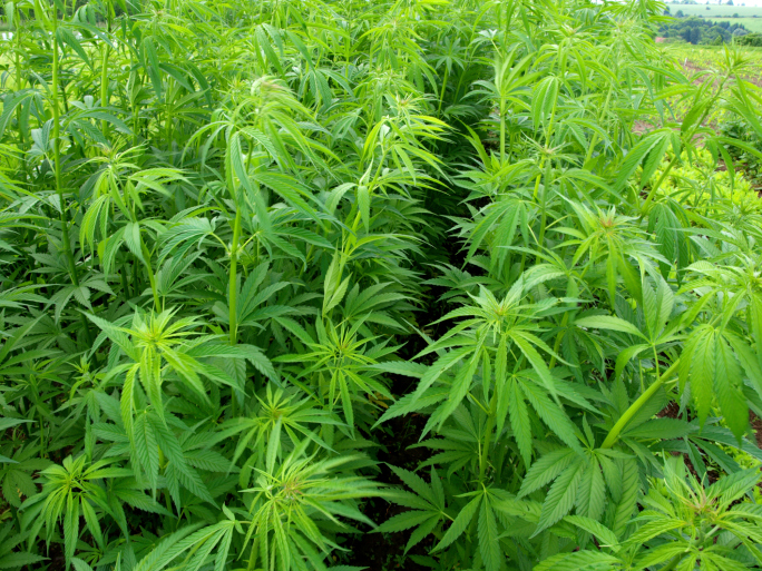 Marijuana Price Rises to $1,461 a Pound