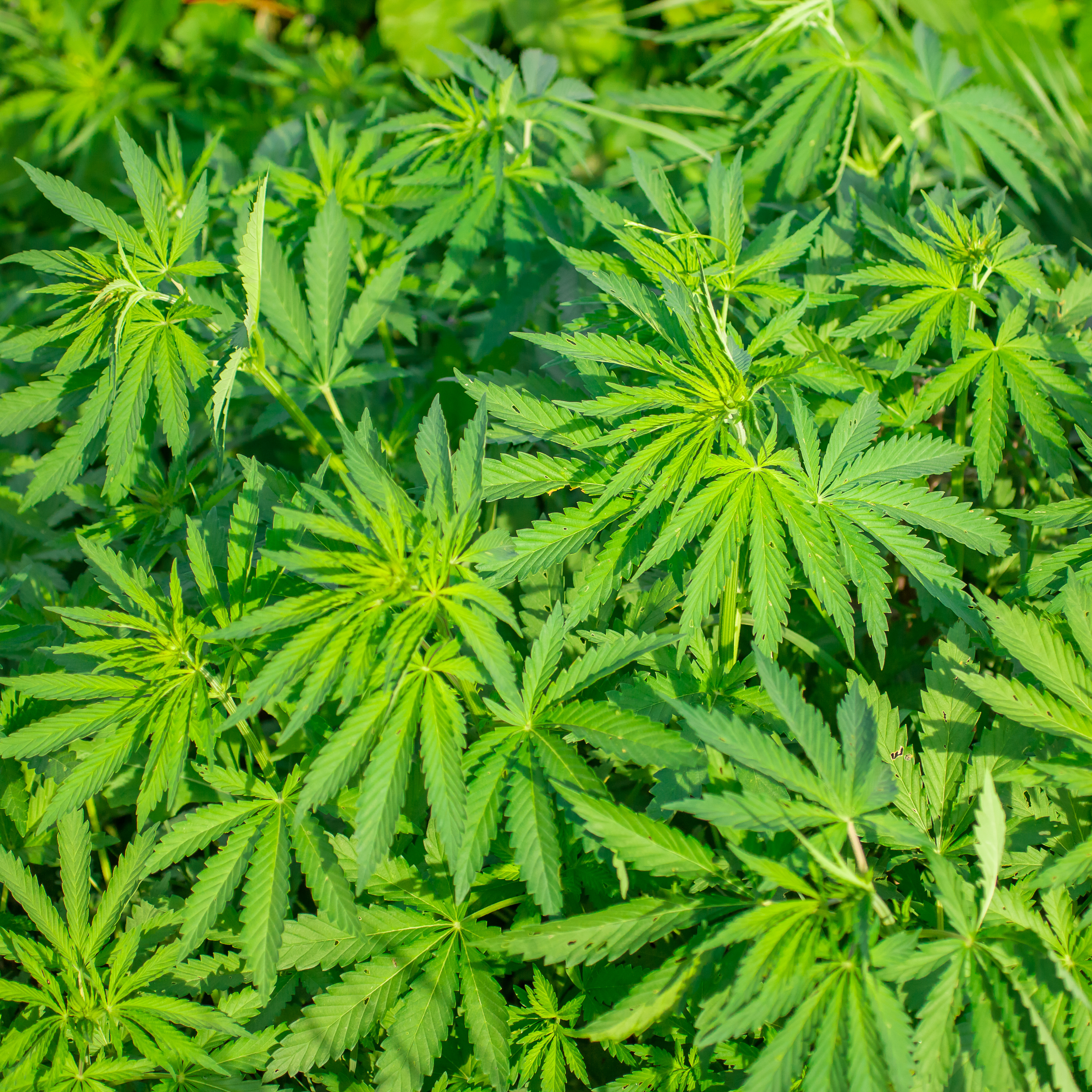What to Expect From the Marijuana Industry in 2018
