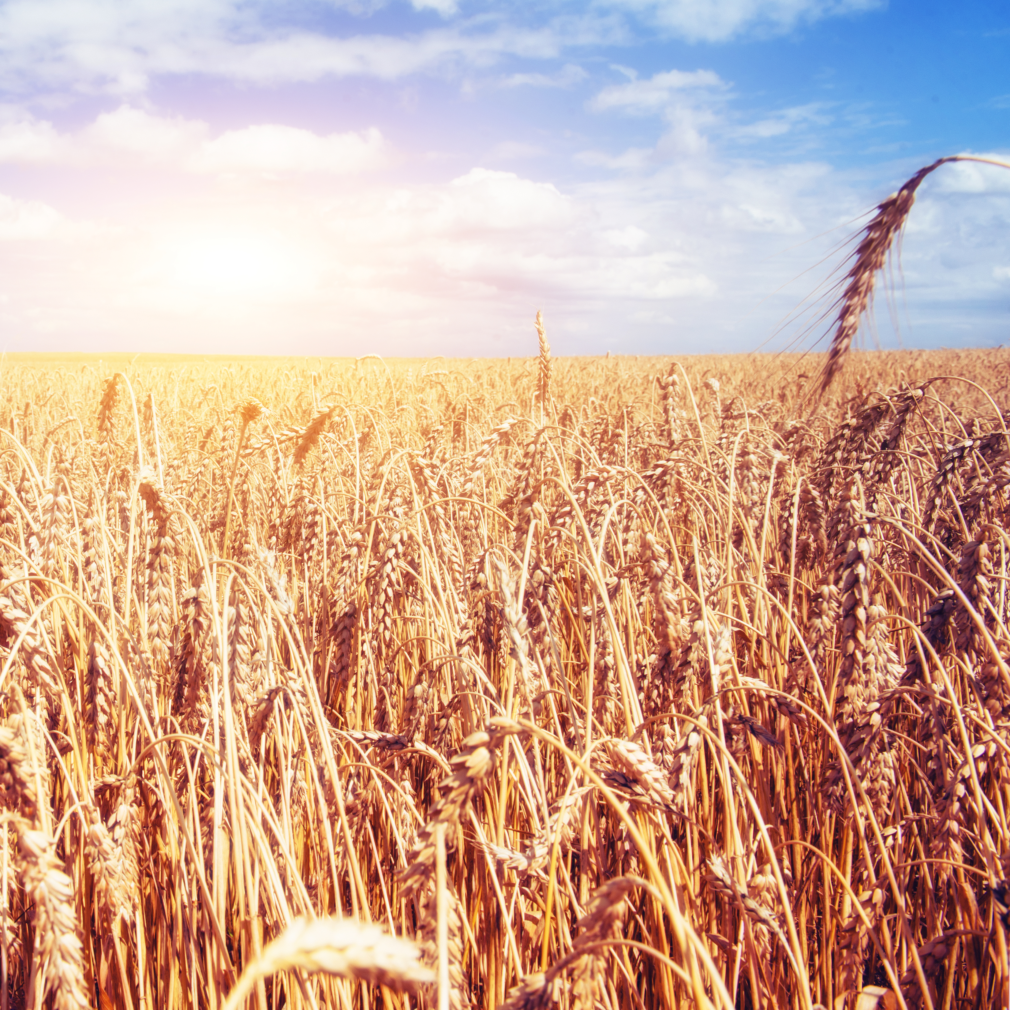 golden wheat field and sunny day