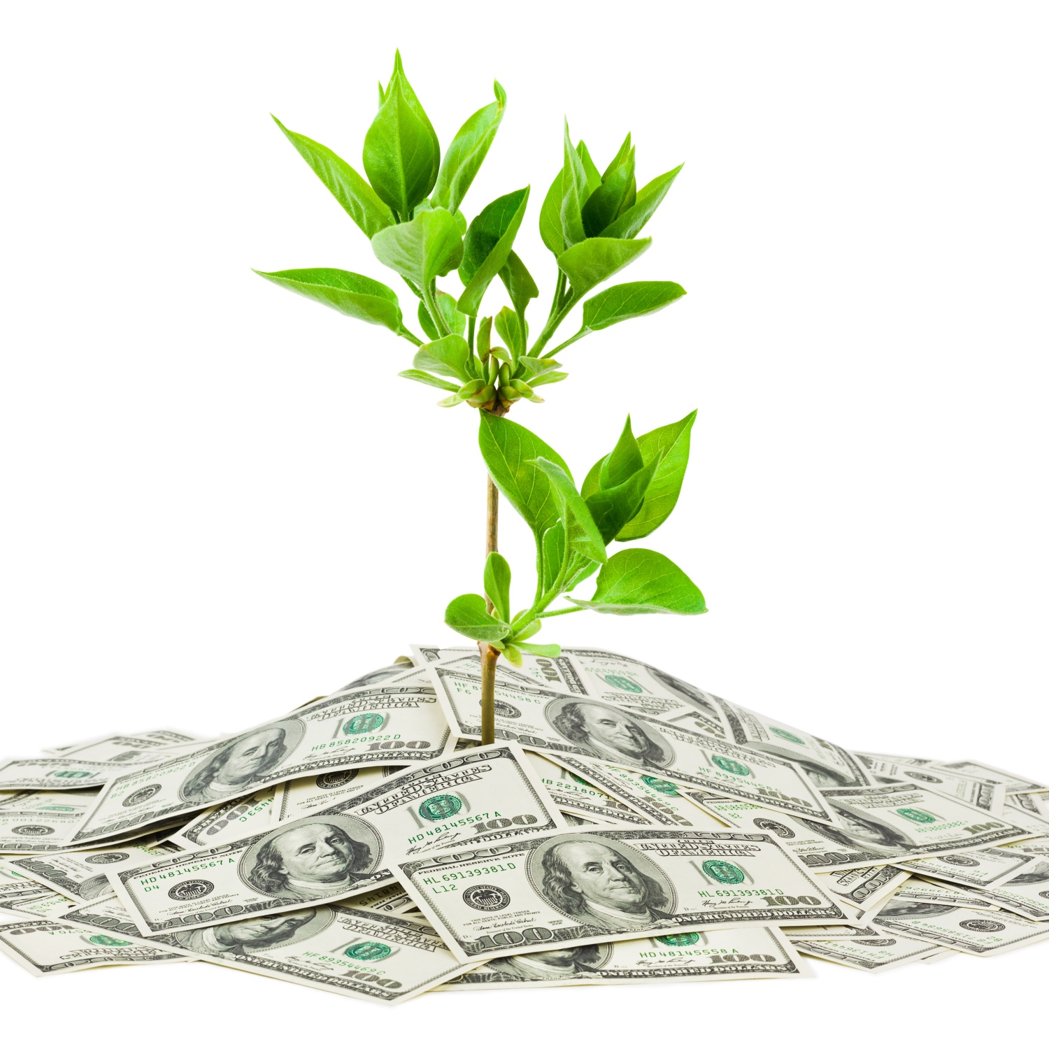 Money and plant