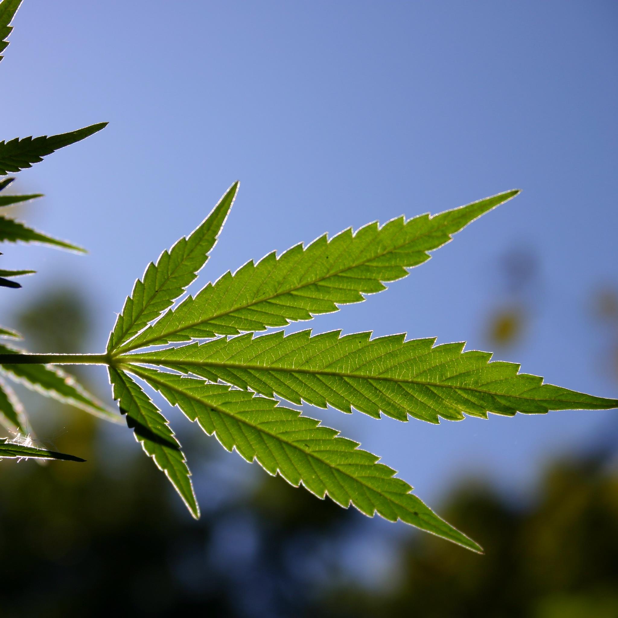 Marijuana Weekly News Roundup