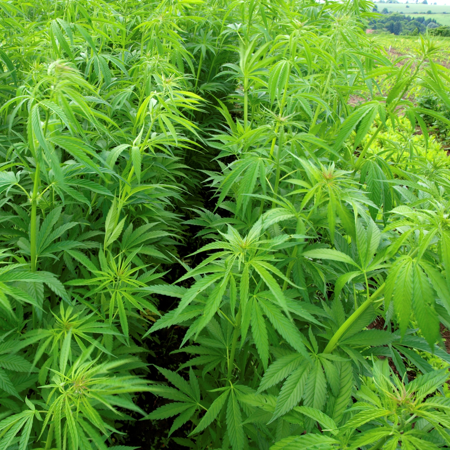 Marijuana Price Tumbles 9% to $1,540 per Pound