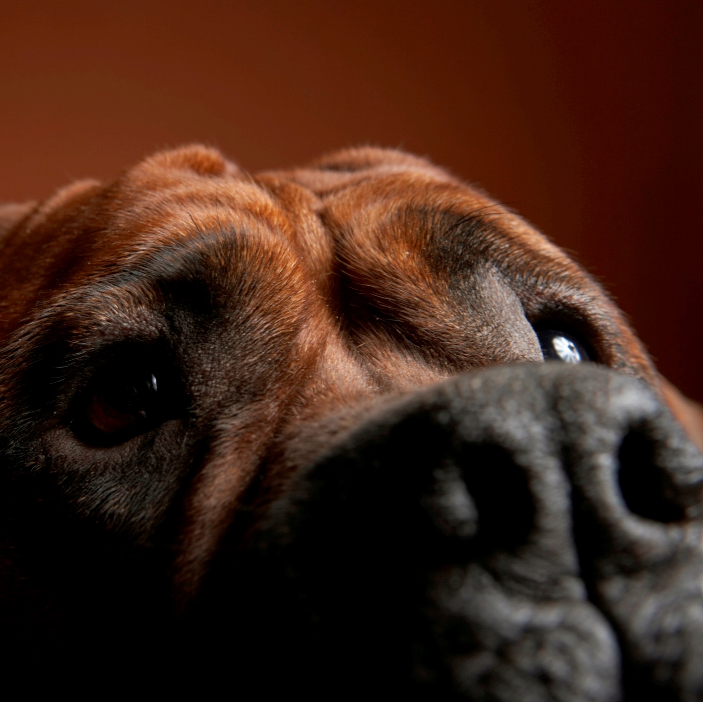 What the Analyst Exodus in Freshpet Really Indicates