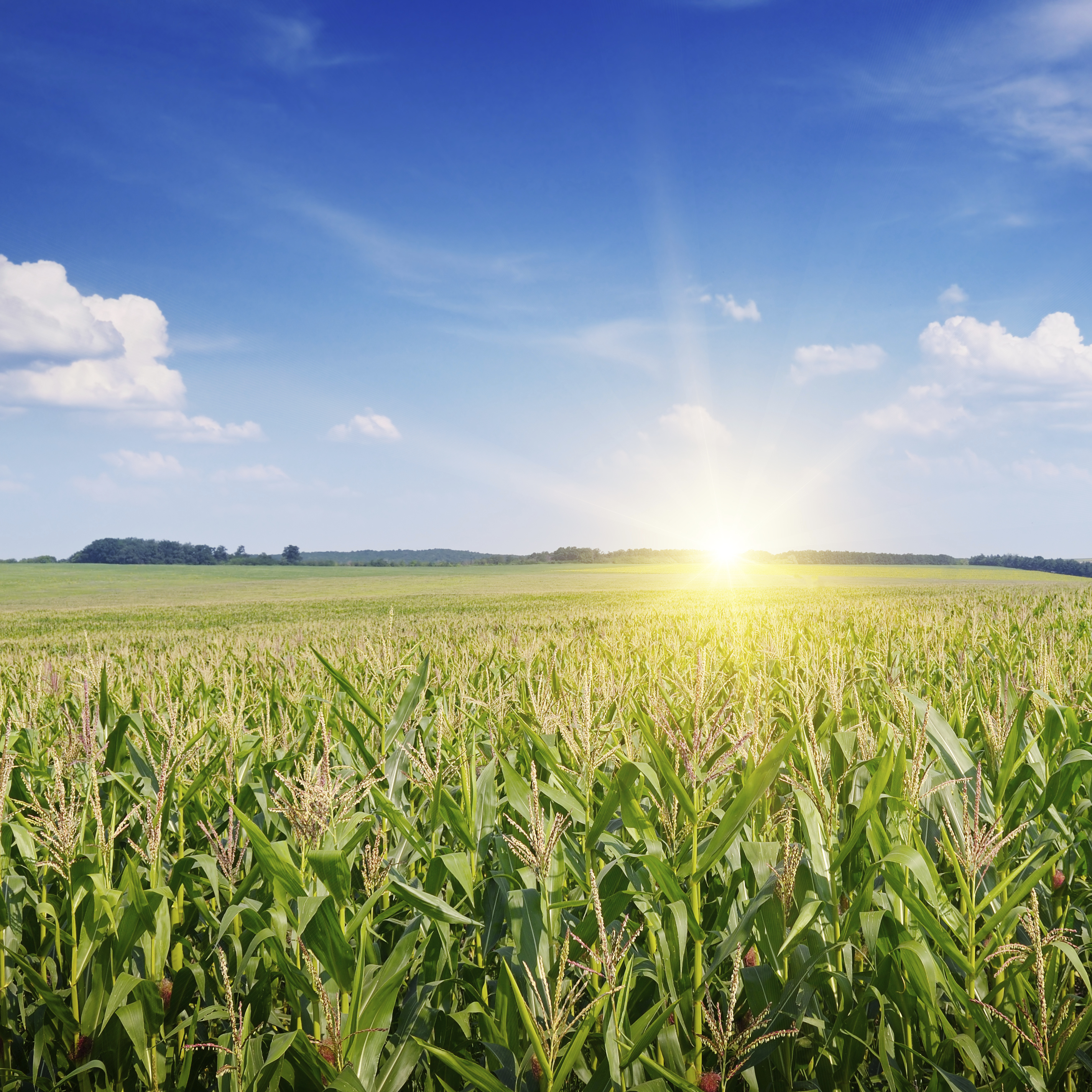 4 Top Commodity Stocks for 2016