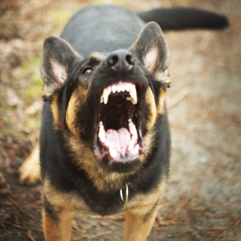 Meet the 2017 Dogs of the Dow: Massive Dividends and Expected Upside