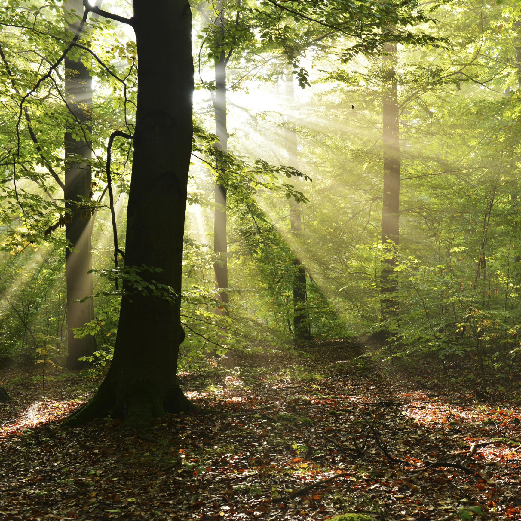 CDC Revises Cancer Risk of Lumber Liquidators Flooring