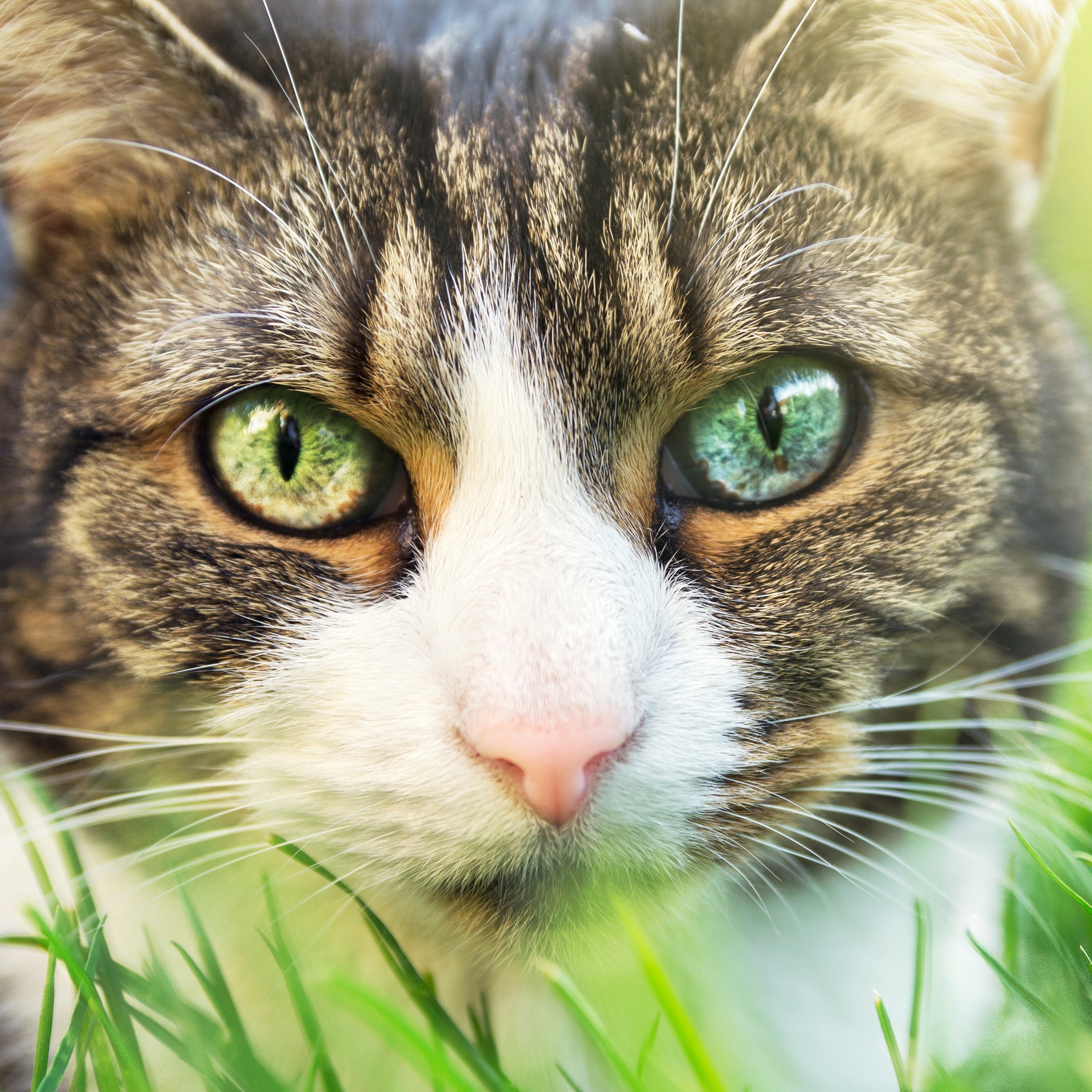 Credit Suisse Identifies 5 Stocks to Buy Winning From Your Pet’s Health