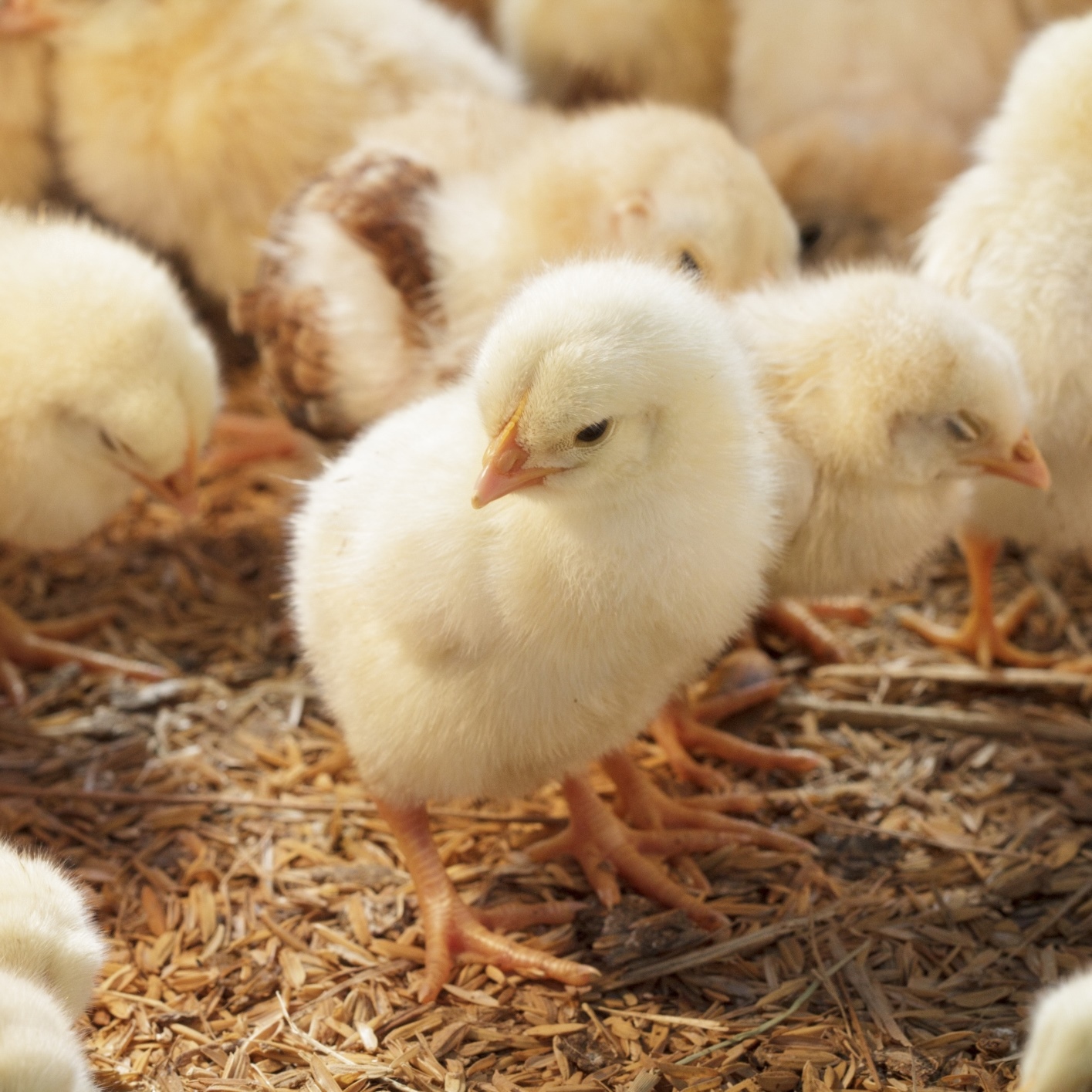 Tyson Foods Pummeled on Sales, Earnings Misses