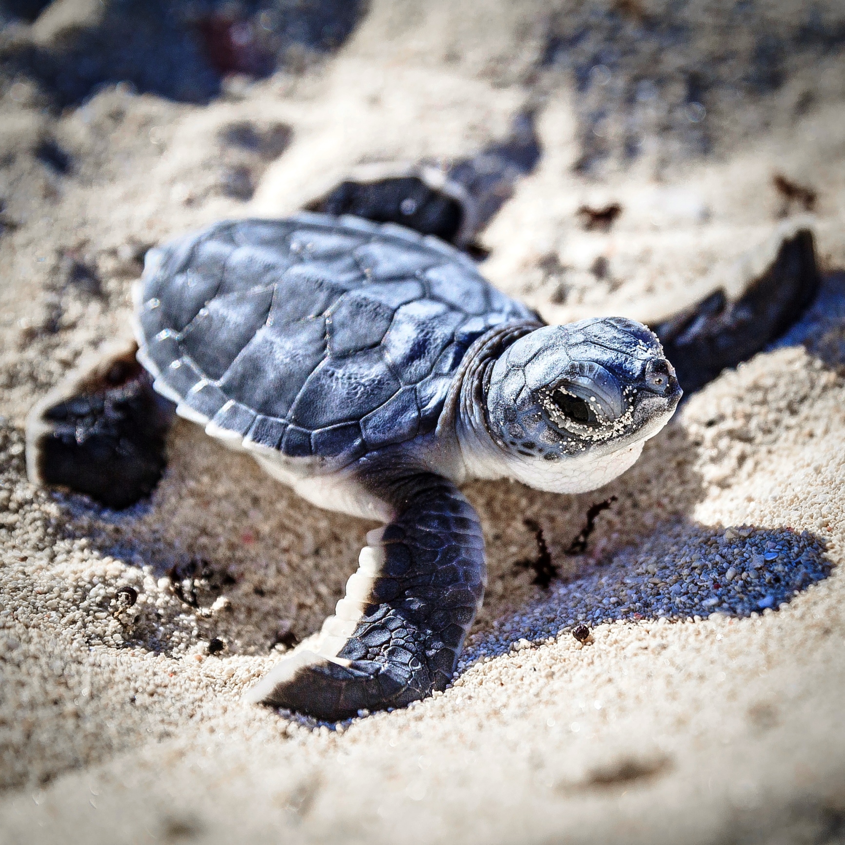 When Sea Turtles Derail Company Ambitions