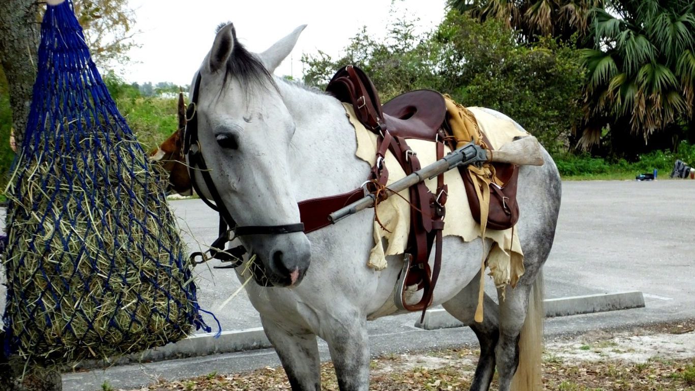 horse, gun, florida