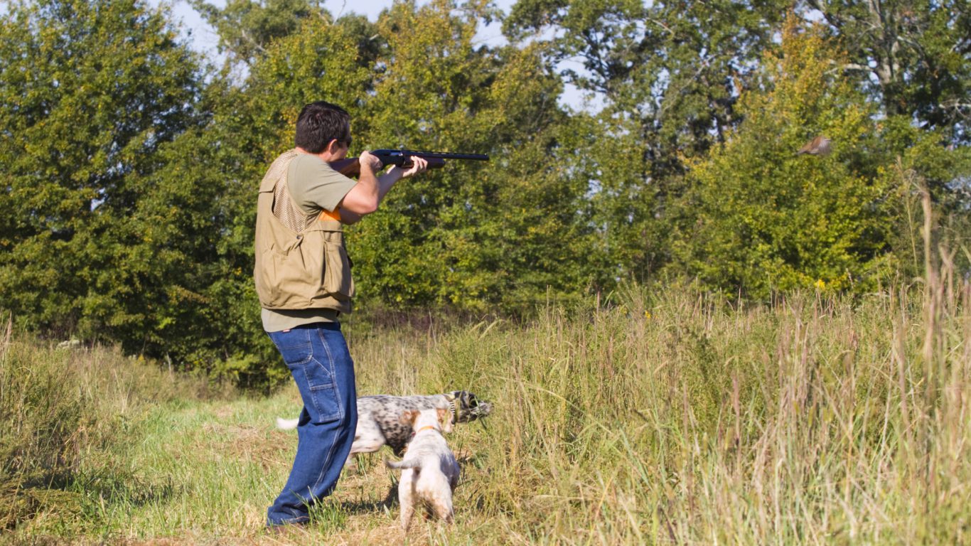 Quail Hunt, Alabama