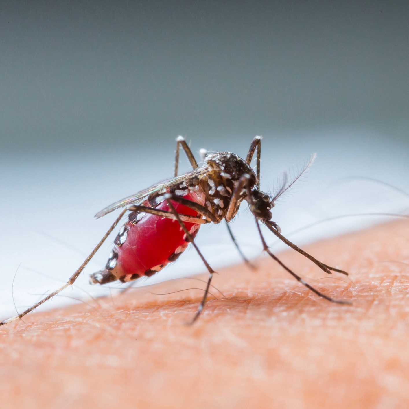 mosquito