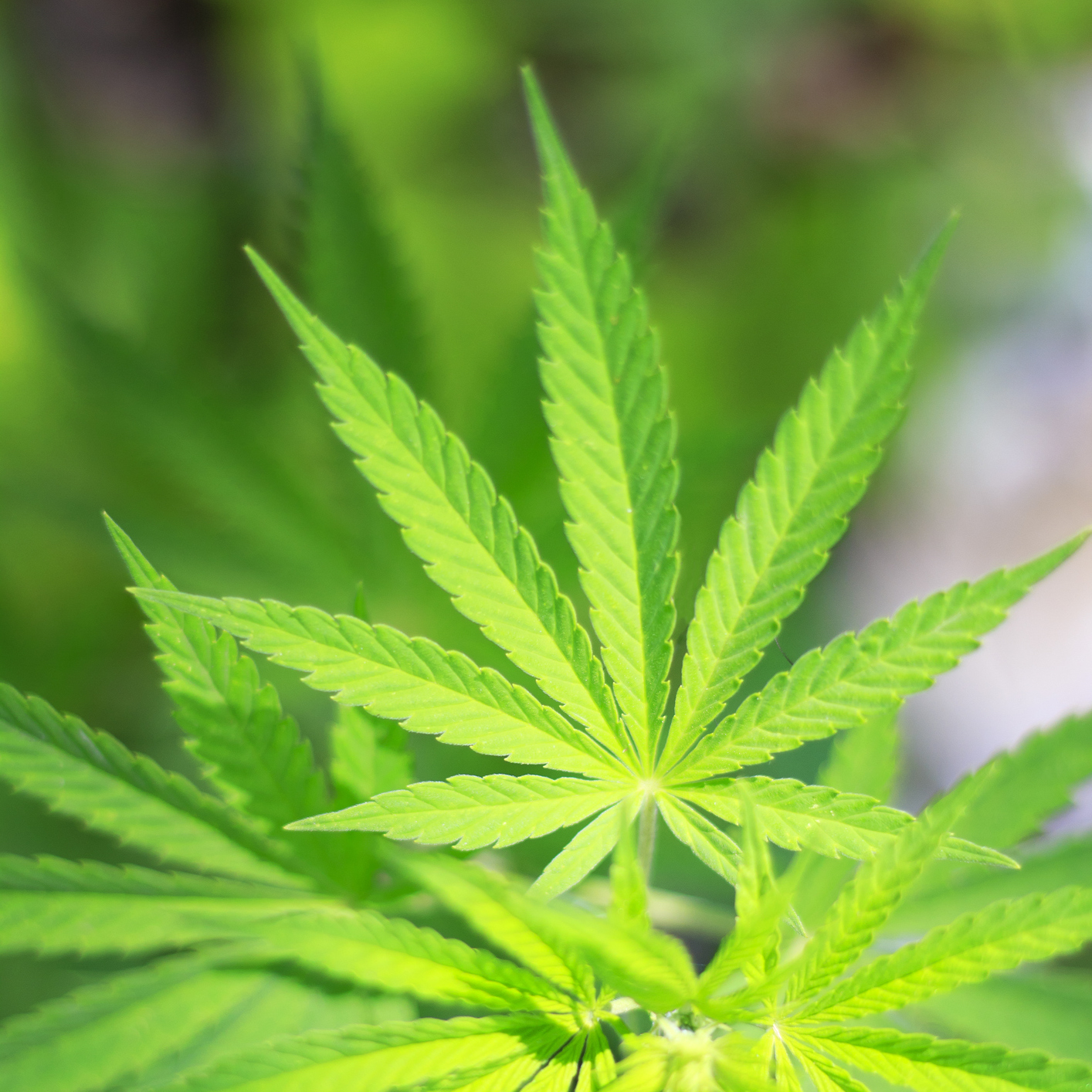 Epilepsy Treatment Derived From Marijuana Approved for US Sales