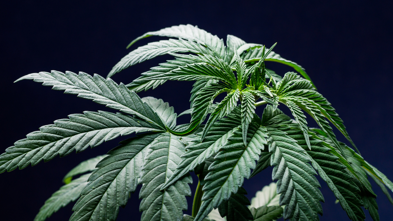 Marijuana Grower Gets $4 Billion Investment From Constellation Brands