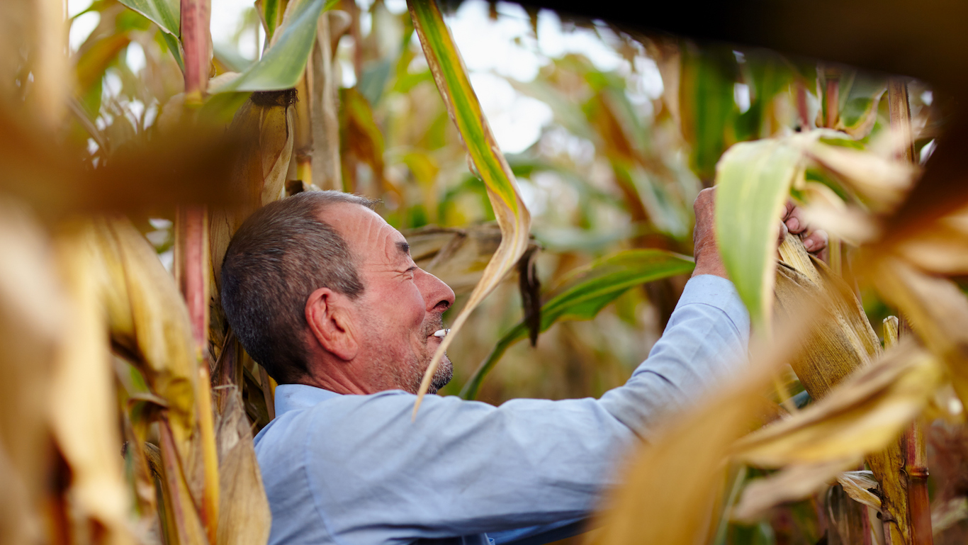 Farmer harvesting corn and smoking