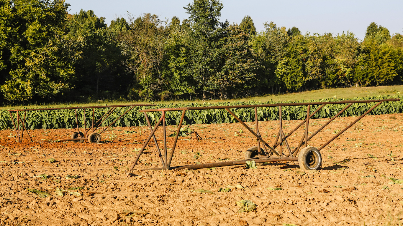 Tobacco Crop