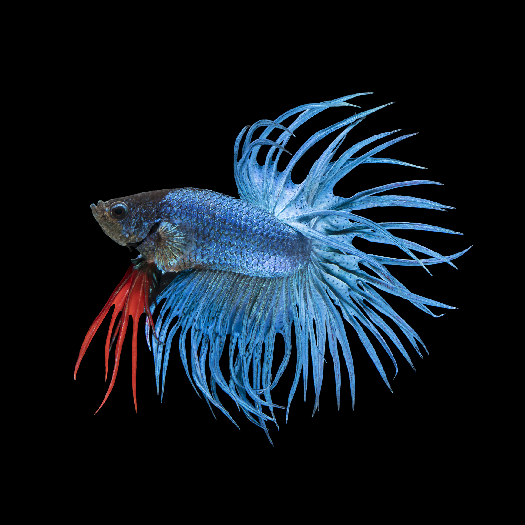 Wal-Mart Targeted for ‘Horrible’ Treatment of Pet Fish