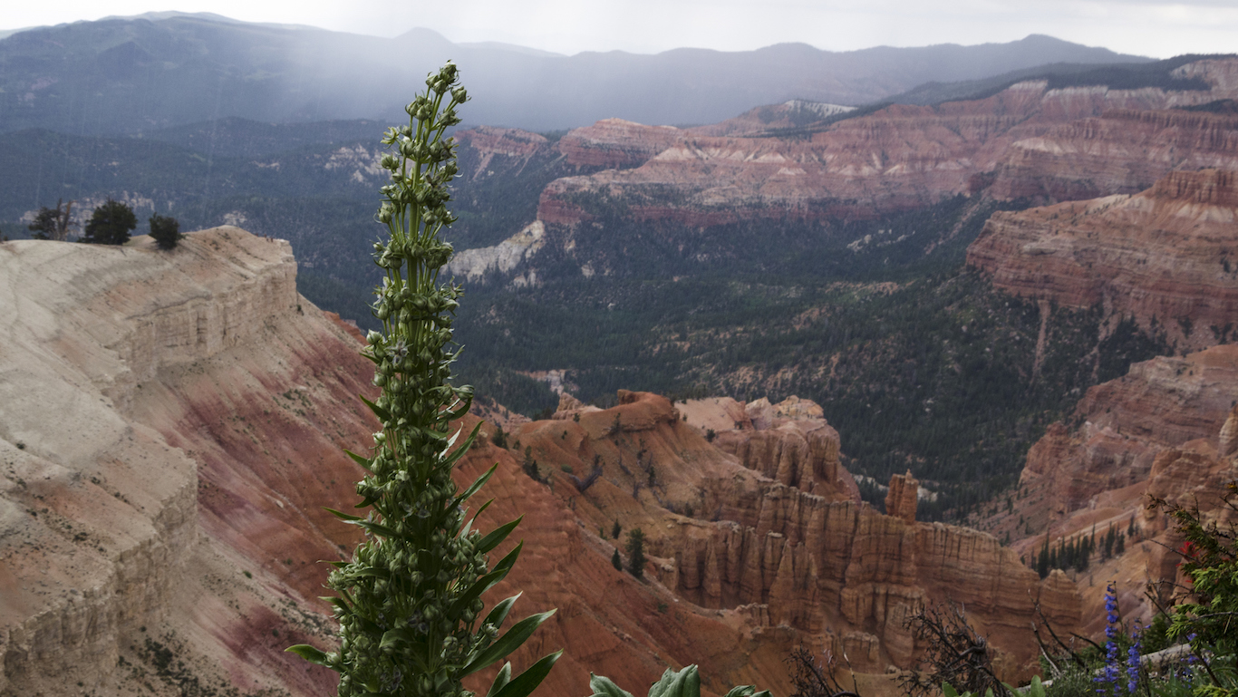 Elkweed in Cedar Breaks