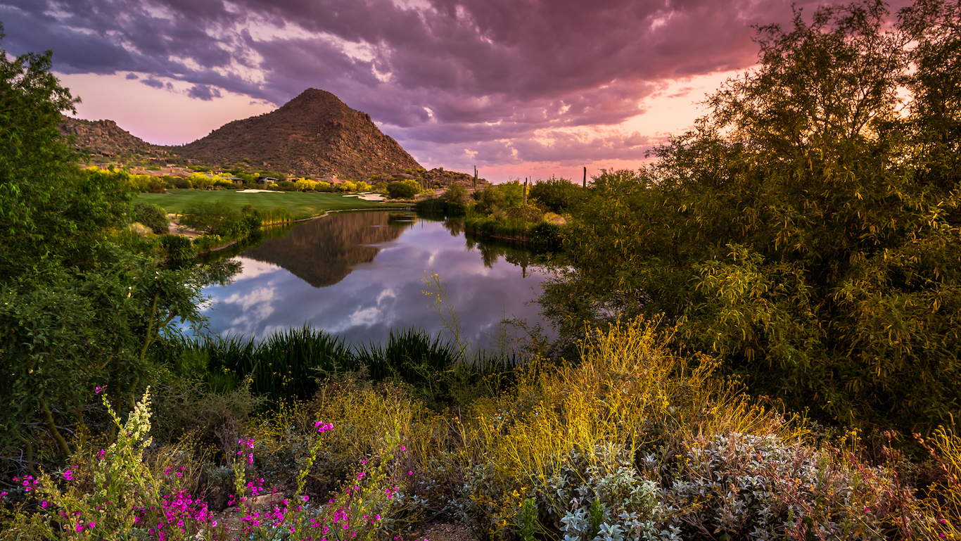 Sonoran Desert in Full Spring Bloom, Arizona