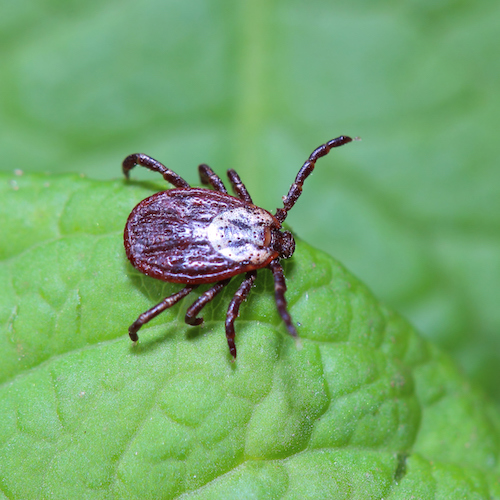 Many Face Difficult Summer as Mosquitoes and Ticks Surge