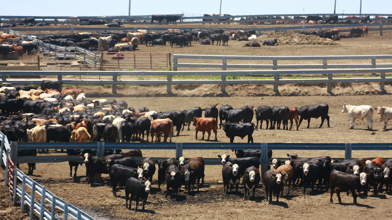 Cattle in a Nebraska Feedlot in Summer, Beef