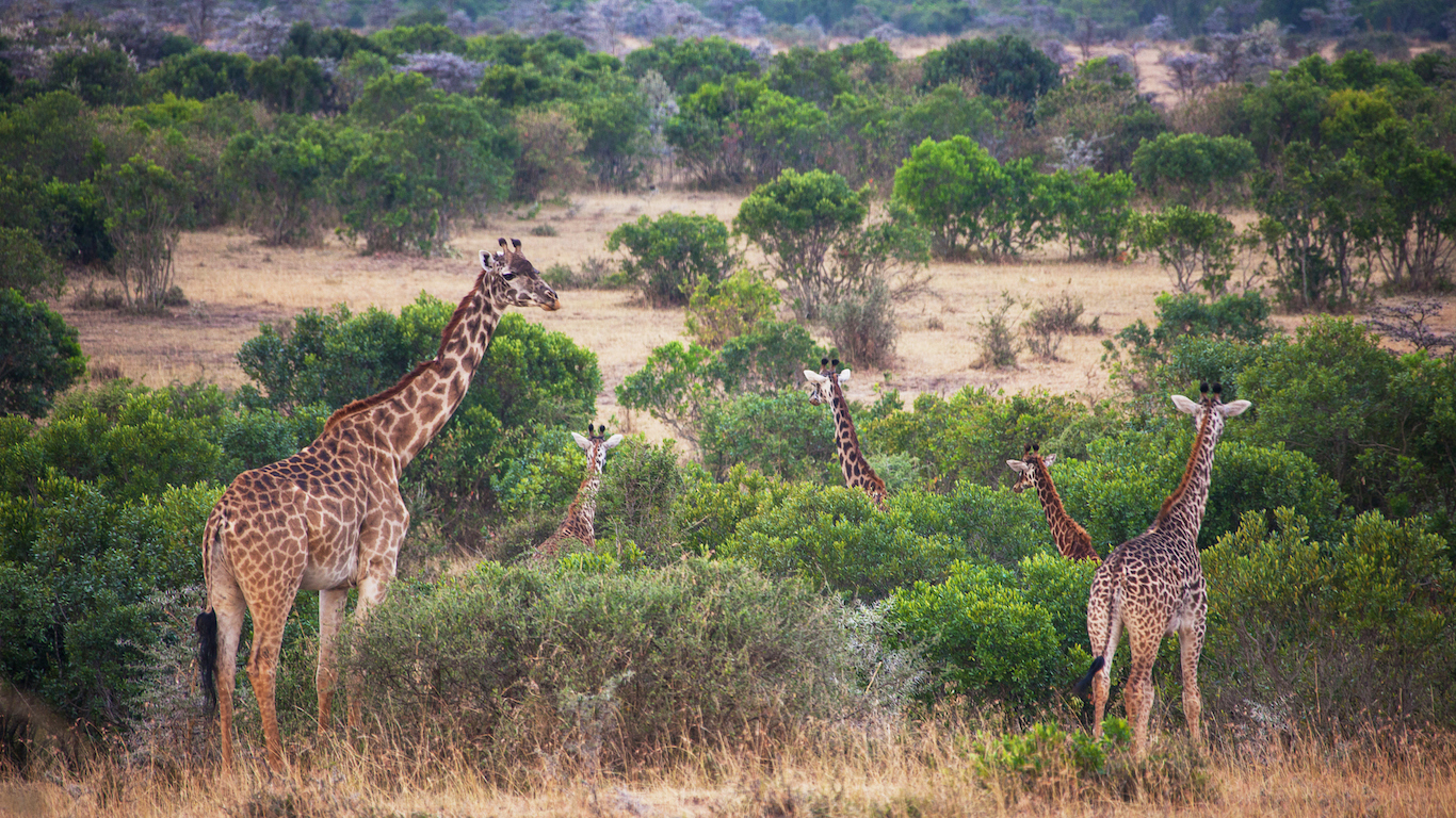 Chad, Giraffe