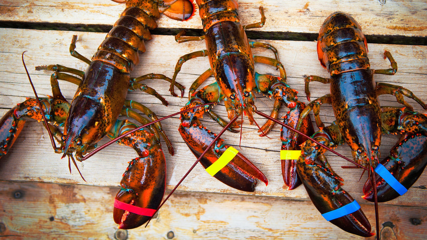 Three Lobsters Maine