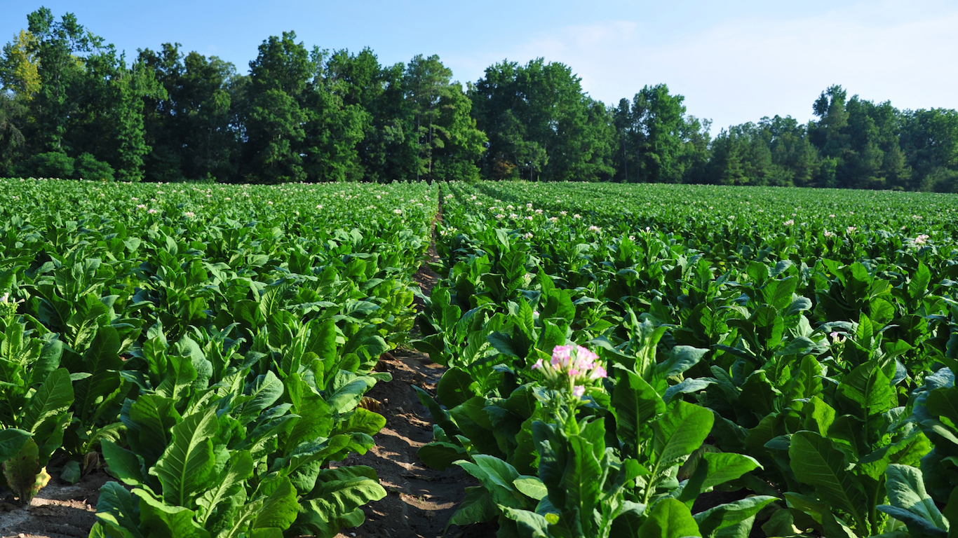 Tobacco field in Virginia