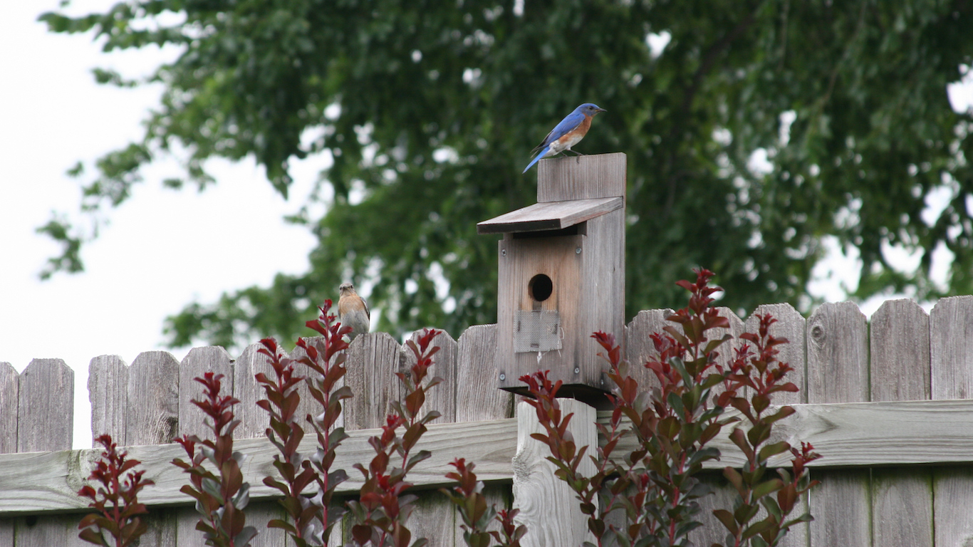 Bluebirds, Broken Arrow, Oklahoma