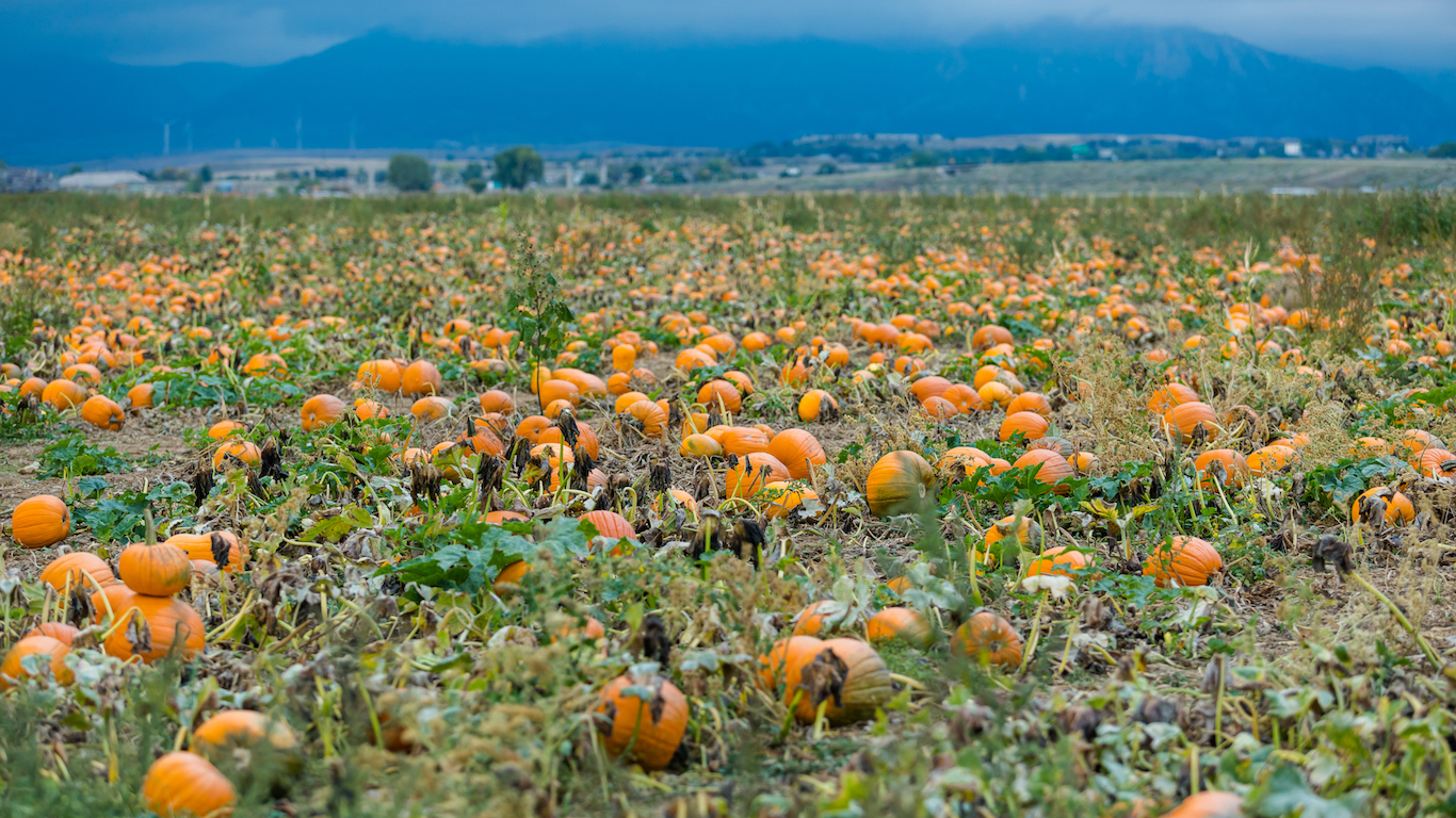 Pumpkin patch, Broomfield, Colorado