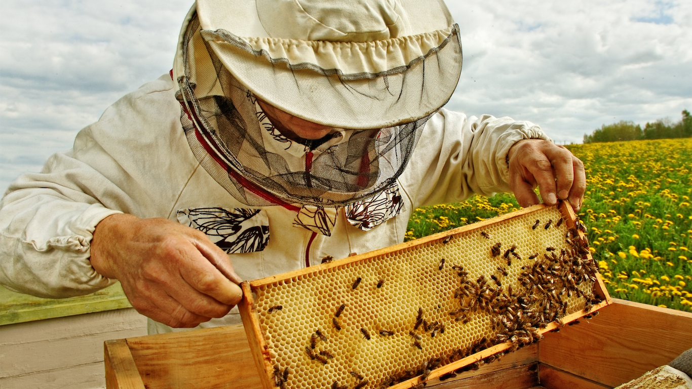 Bee keeper lifting shelf out of hive, apiculture, beekeeping