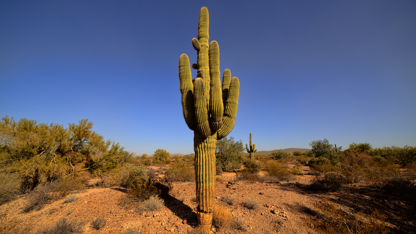 Yuma Arizona, USA - December 26, 2015: Giant Saguaro Cactus in the Kofa National Wildlife Refuge. Yuma Arizona USA.