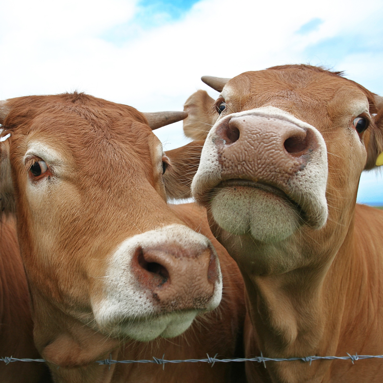 7% of Americans Say Chocolate Milk Comes From Brown Cows, Same Number as Fake Moon Landing Believers