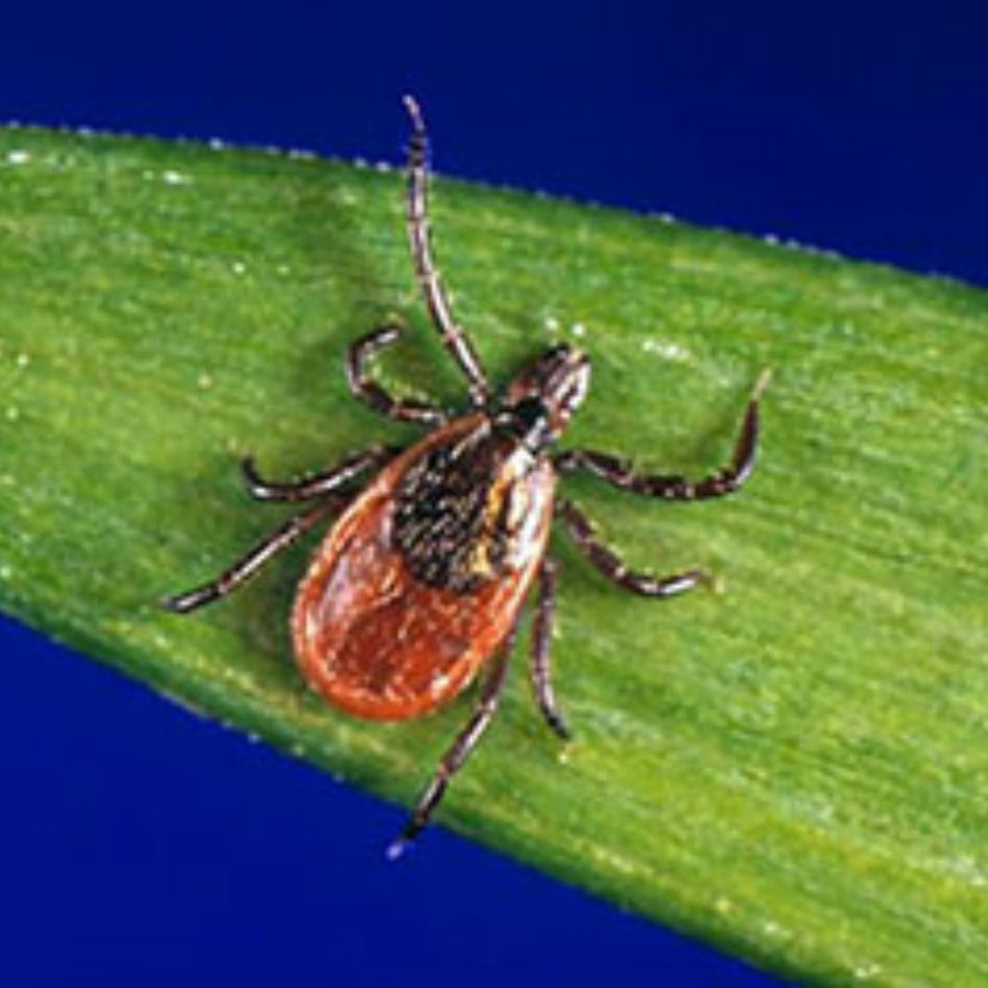 Worst States for Lyme Disease