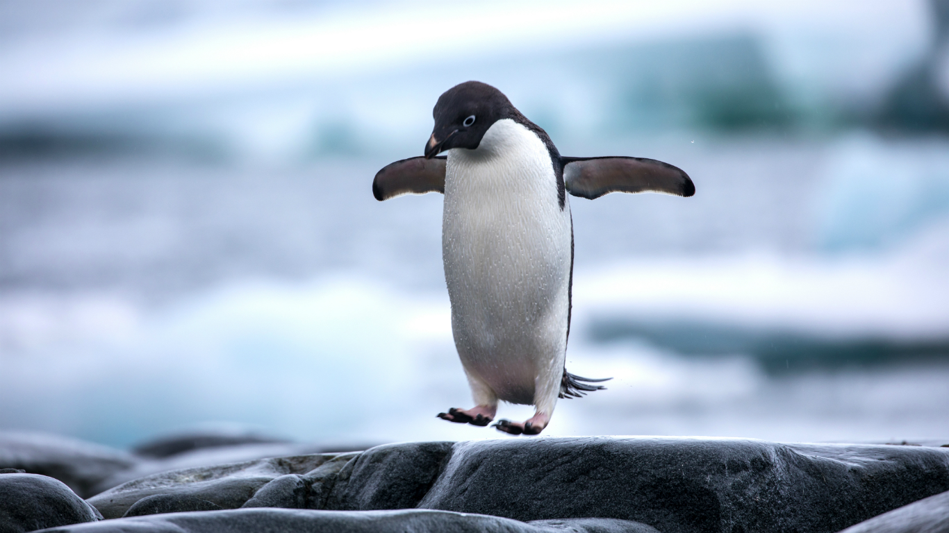 How Many Penguins Are in Existence?