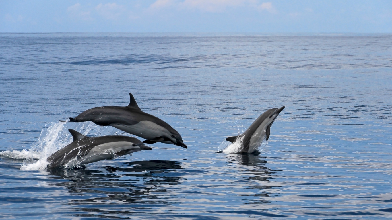 How Many Dolphins Are Left in the World