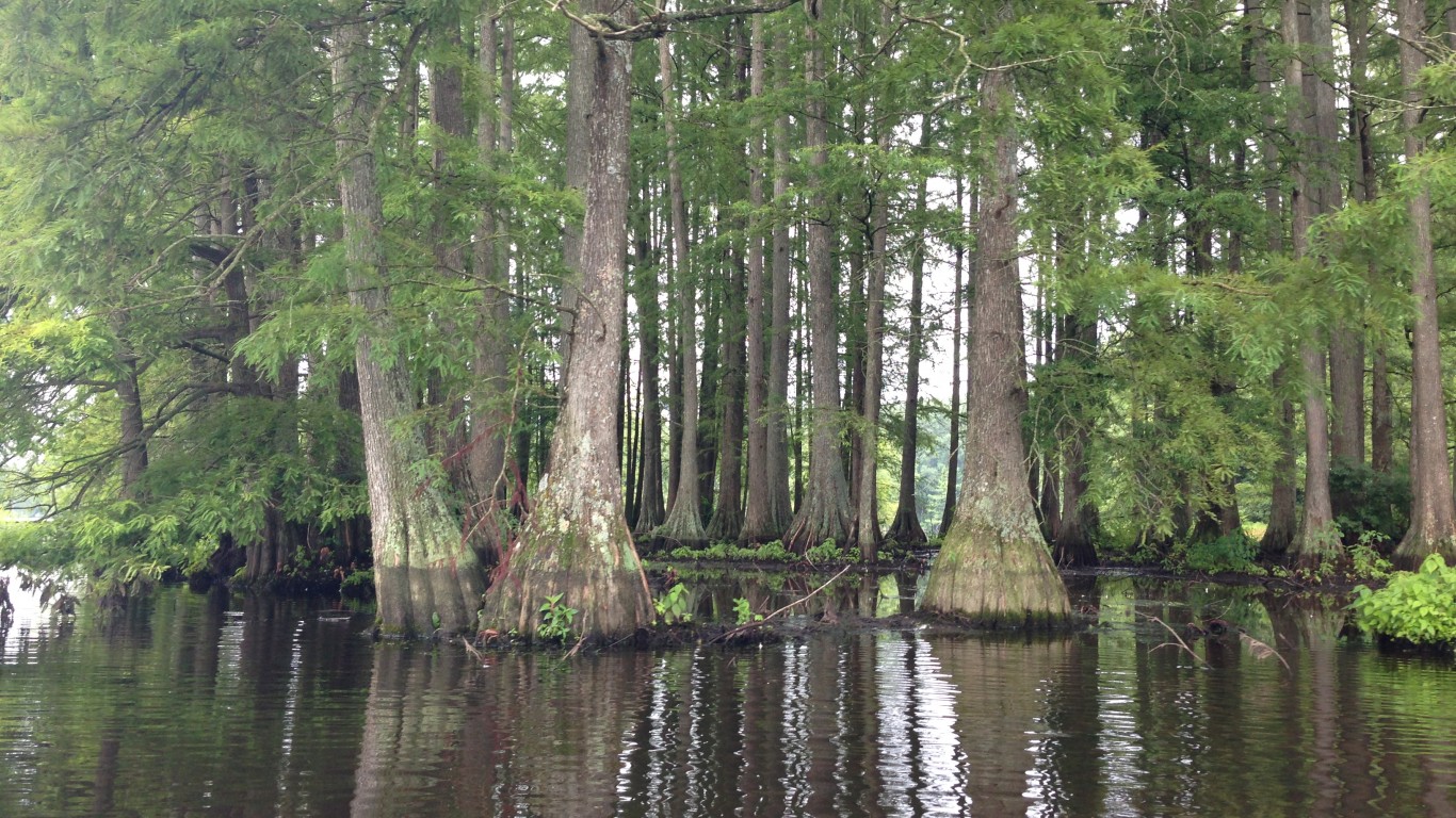 Bald Cypress by Kej605