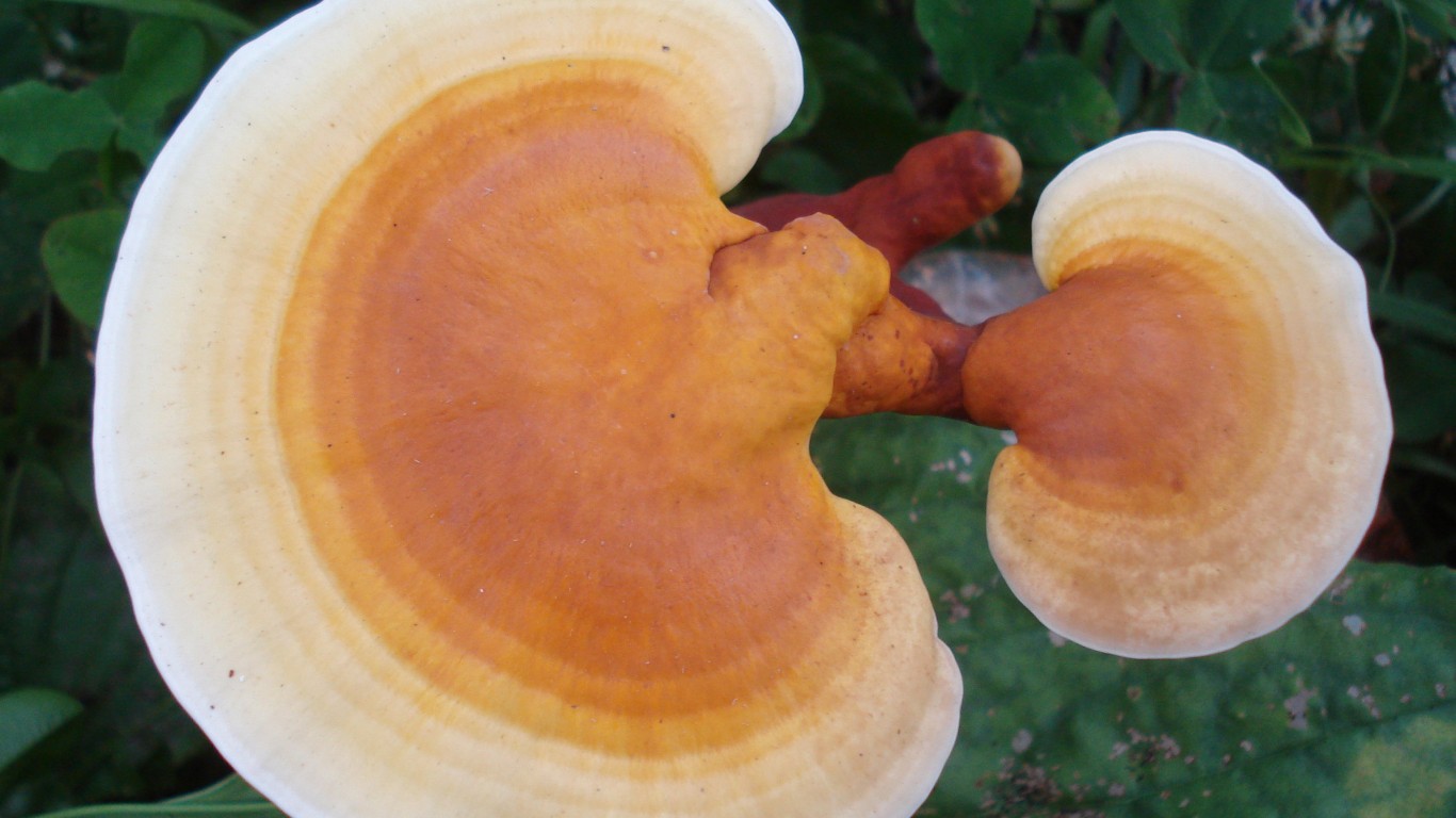 Reishi, Ling Zhi, Ganoderma lu... by WildBranch