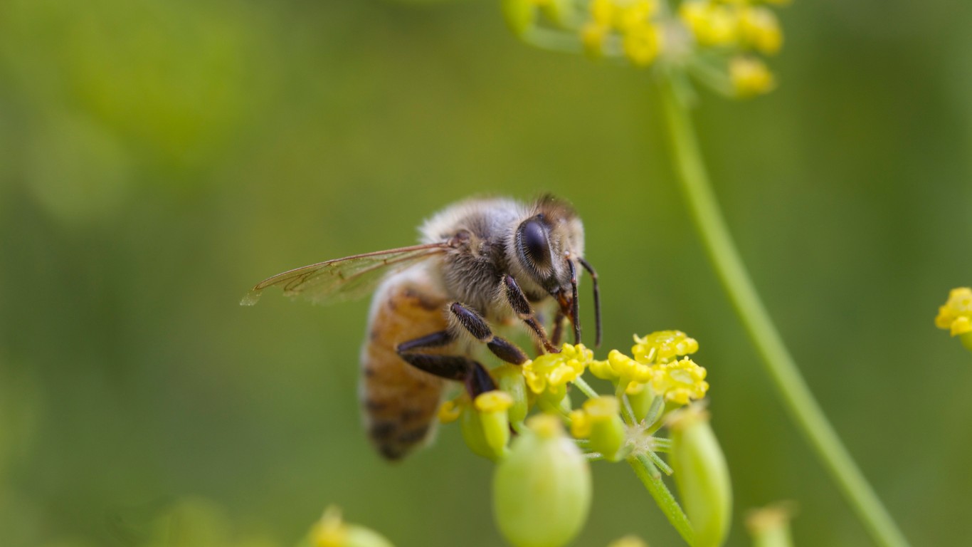 Honeybee by Keith McDuffee