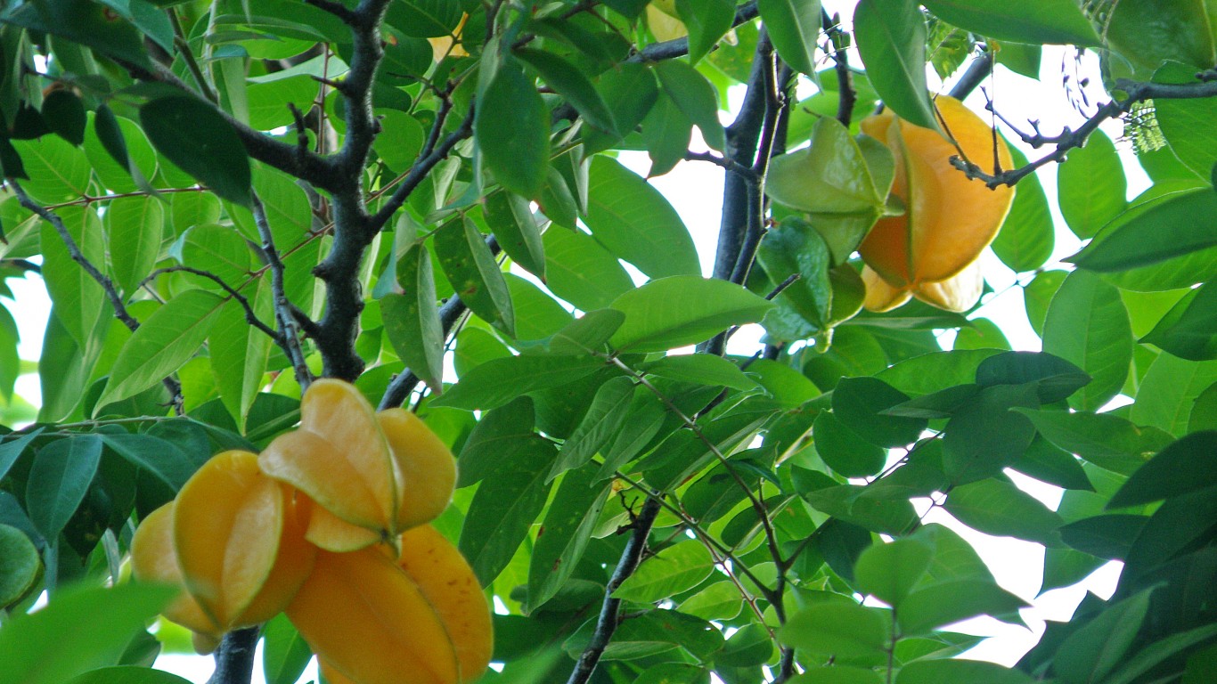 FRUTA CARAMBOLA by Eduardo Francisco Vazquez Murillo