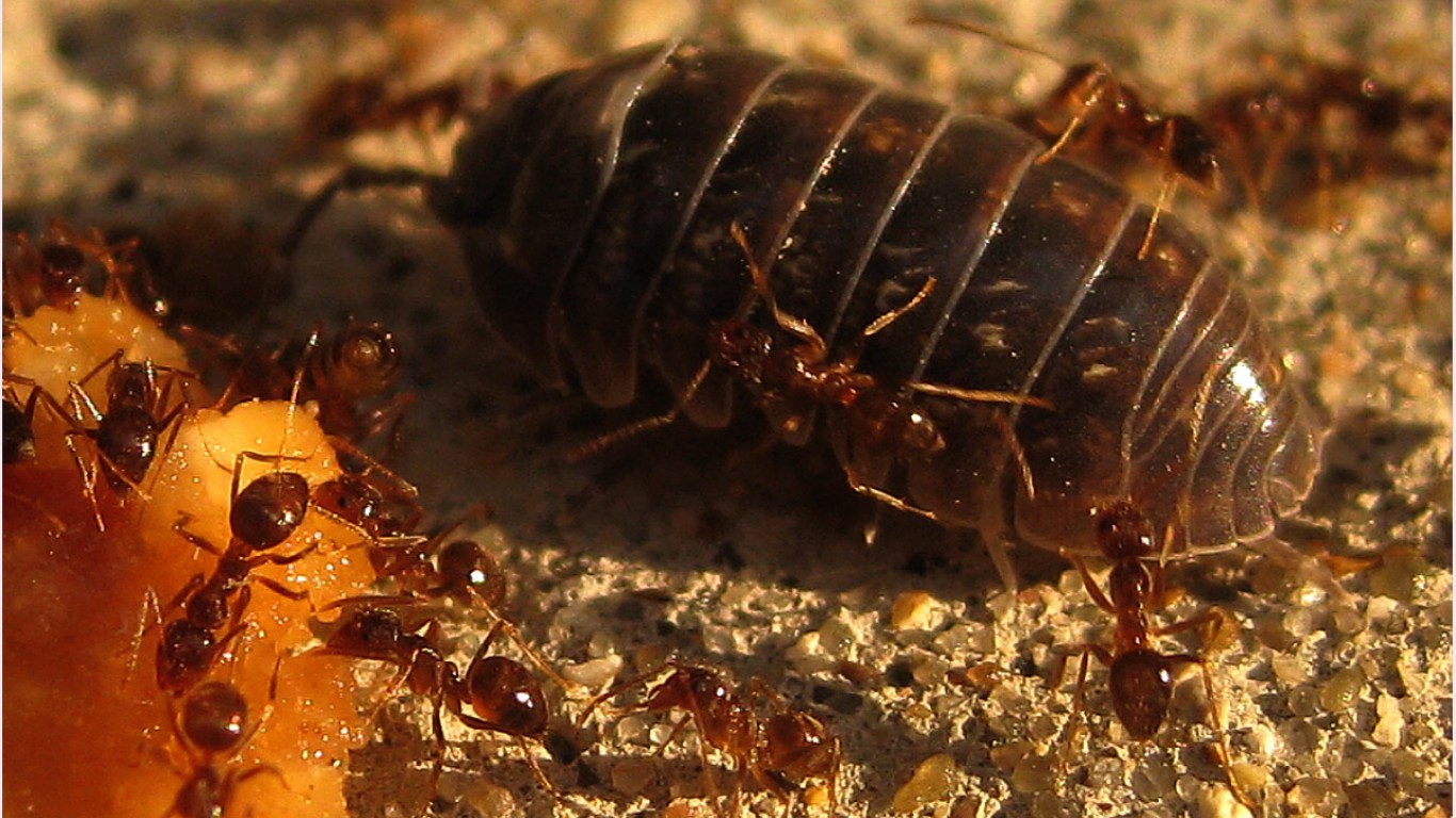 Ants &amp; Pillbug compete for foo... by Bert Marshall