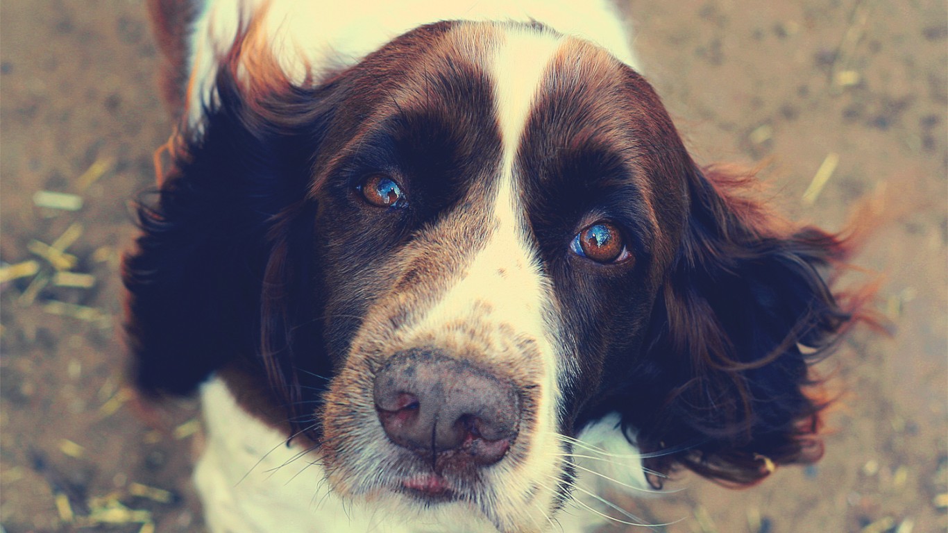 English Springer Spaniel by Jonathan Silverberg