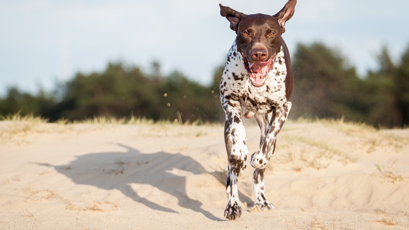 German Shorthaired Pointer by Harold Meerveld